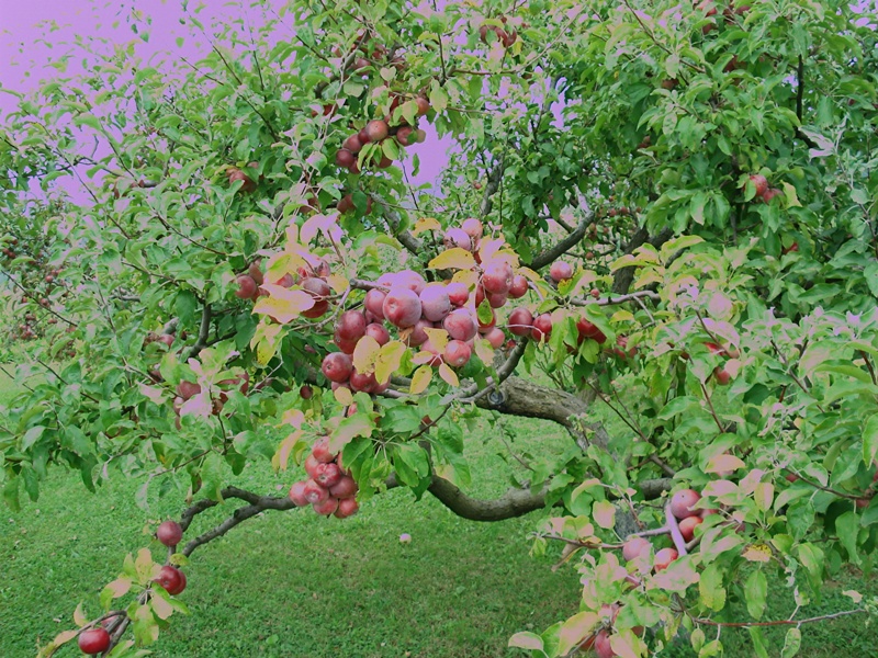 DSC08718.JPG