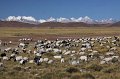 Tibetanski-pasnjaci
