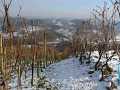 bregi-vinograd