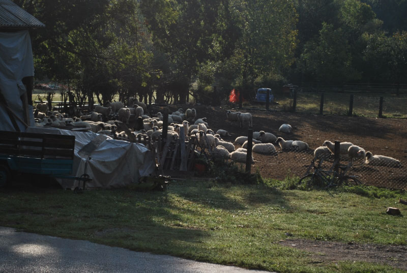 tor-ovaca.JPG