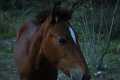 Amadeus
