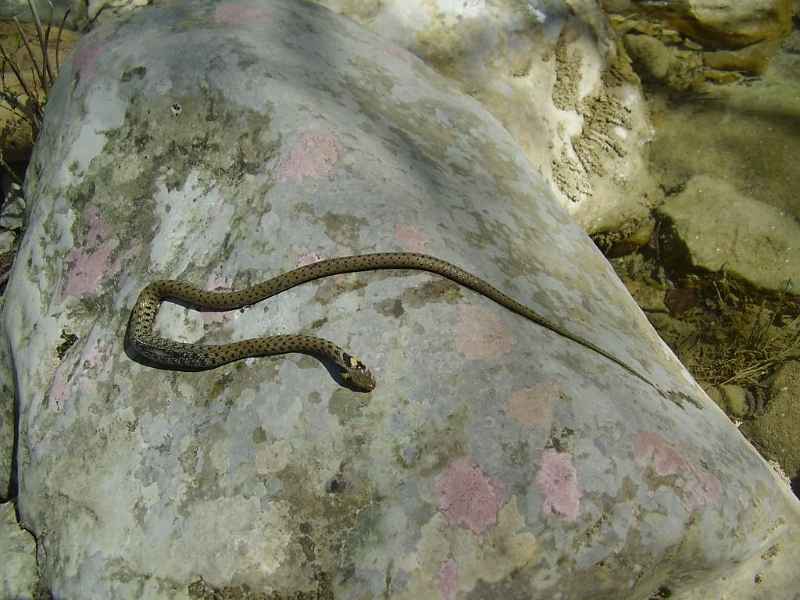 A-ima-i-zmija-uginulih.JPG