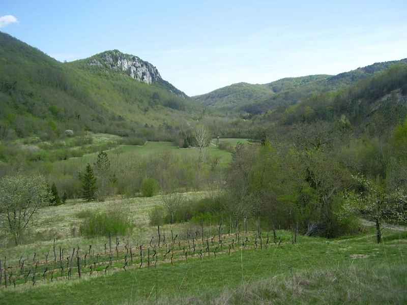 Polje-uz-Mirnu.JPG