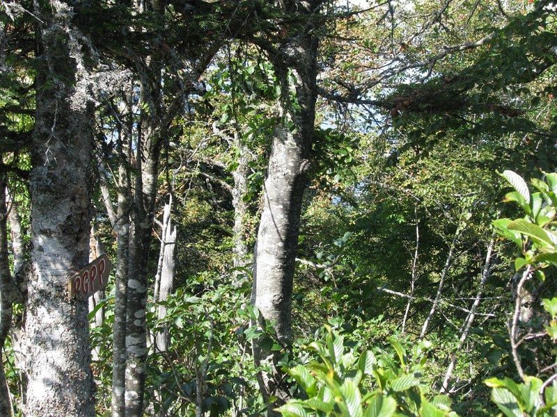 Velika-Visnjevica-tesko-prohodne-staze.jpg