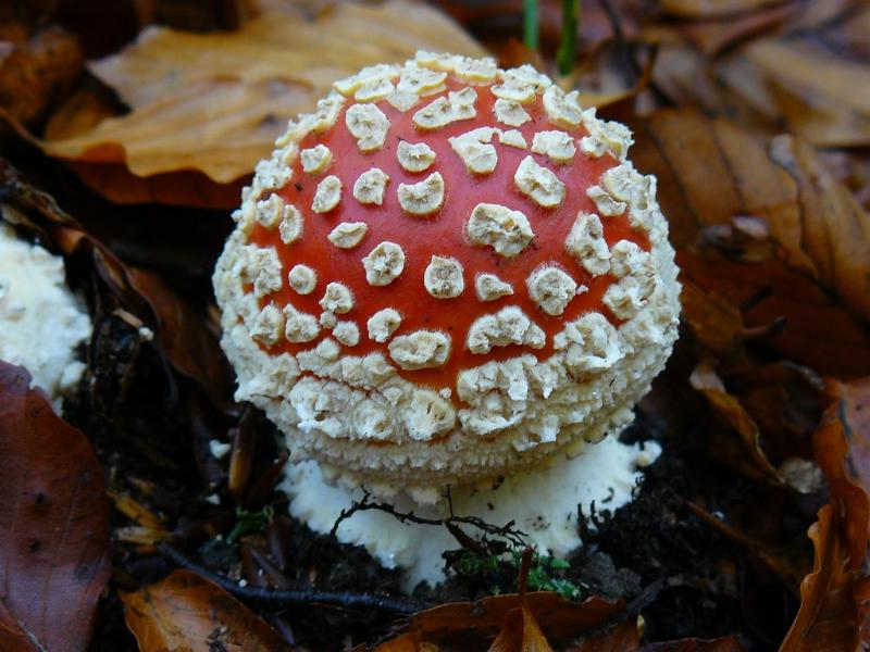 cuvajmo-i-njih.jpg