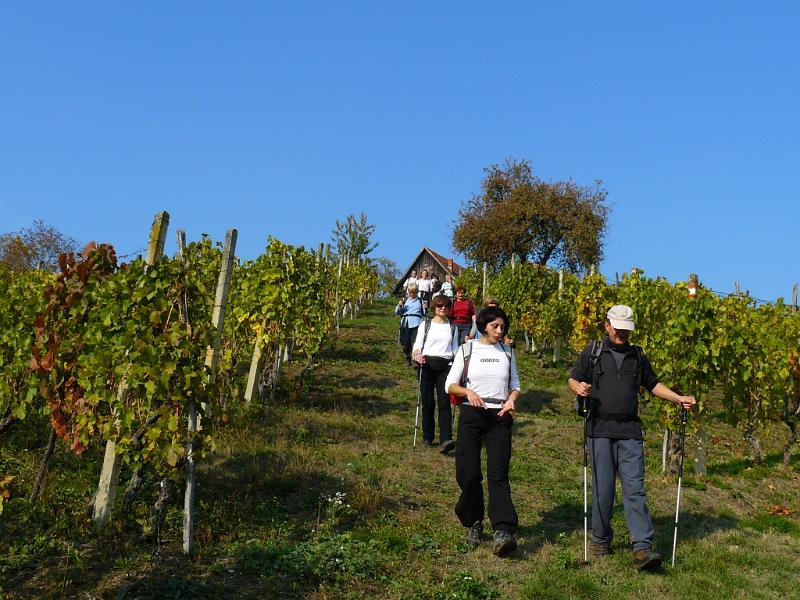 kroz-vinograde.jpg