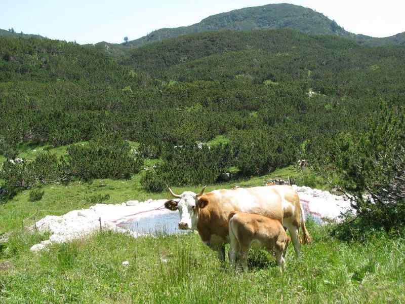 Kravice-na-putu.jpg