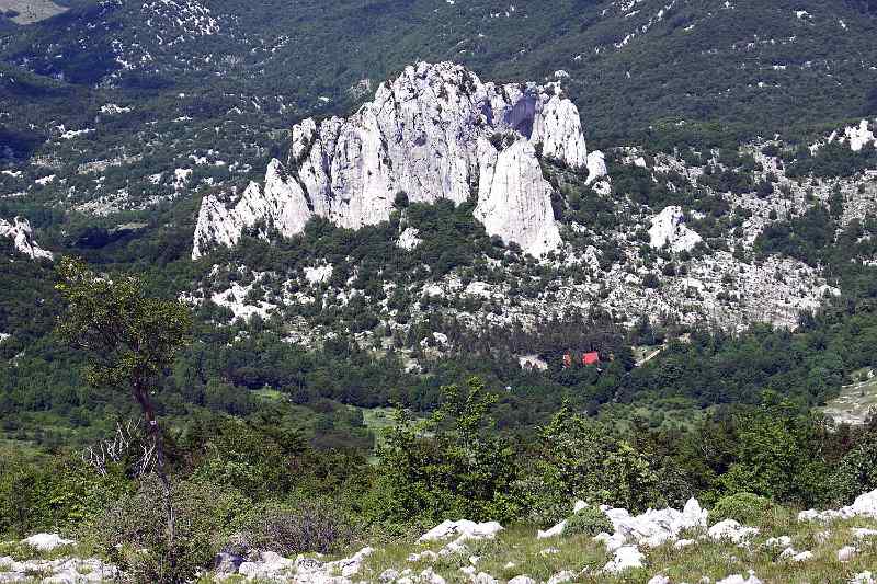Ravni_dabar.JPG