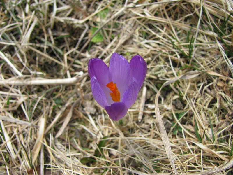vijesnik-proljeca-I.jpg