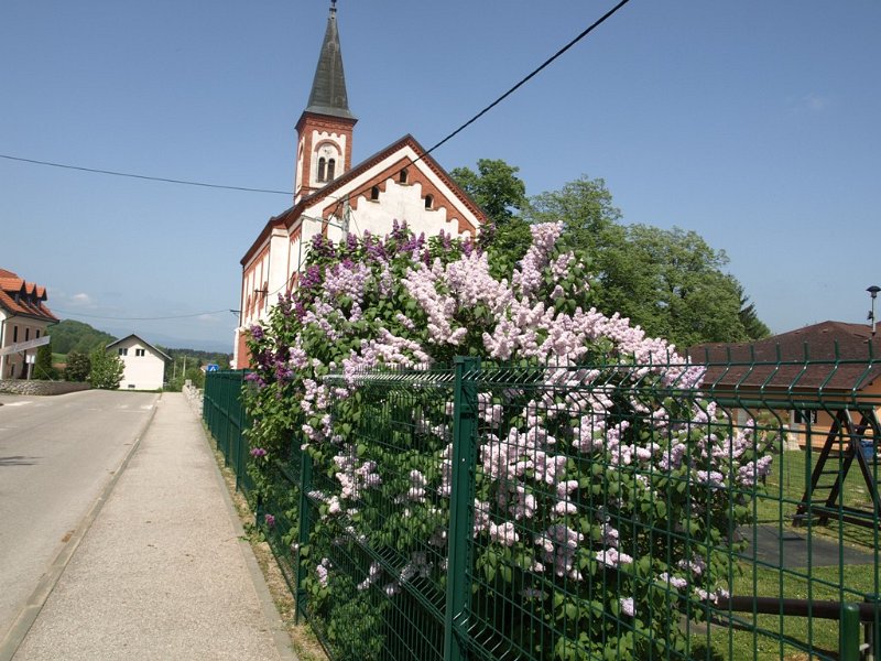 Kamanje_jorgovan_u_punom_cvatu.JPG - Kamanje-  jorgovan u cvatu