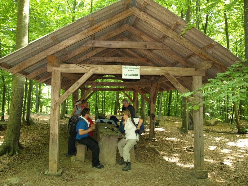 odmor_u_sumi.JPG - Odmor u šumi