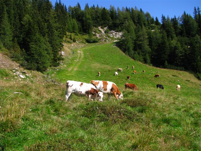 573.JPG - Put vodi skijaškom stazom i gorskim pašnjakom