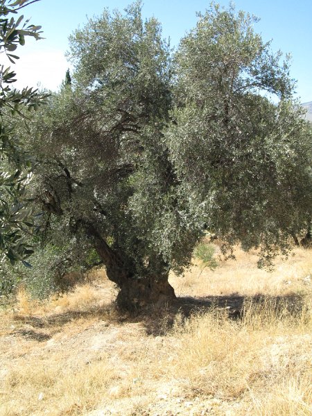 IMG_1976.JPG - Kreta, Maja Osmak