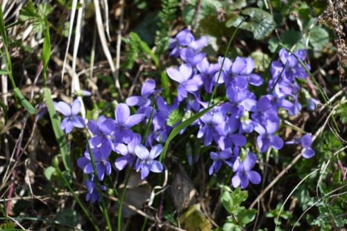 Grdanjci – Višnjevec, markiranje