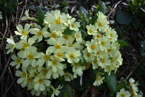 Grdanjci – Višnjevec, markiranje