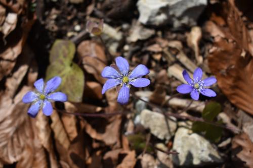 Grdanjci – Višnjevec, markiranje