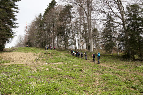 MEDVEDNICA – Plivina staza