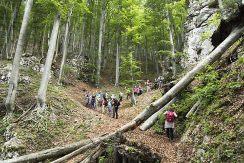 Velika planina