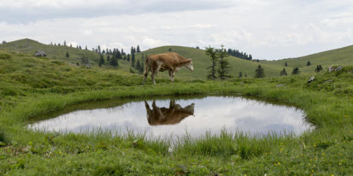 Velika planina