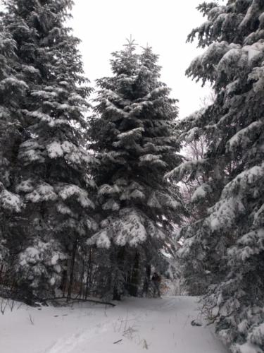 Ivančica - HPD Pliva